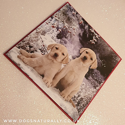 Winter Pals Labrador Christmas Card Pack